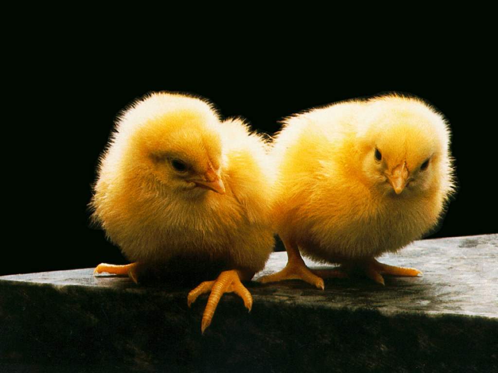 chicks1024.jpg